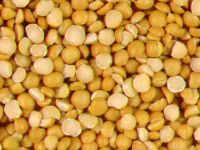 Sell Yellow Split Peas,yellow split peas,split peas,dried split peas,split peas importers,split peas buyers,split peas importer,