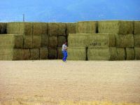 Sell Alfalfa Hay Bales