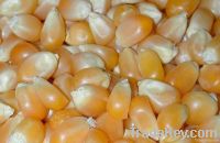 Sell Quality Yellow Corn & Yellow Maize