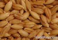 Sell Barley Seeds