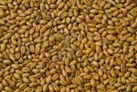 Sell Wheat Grains