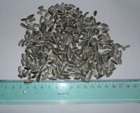 Sell Striped sunflower seeds PIONEER