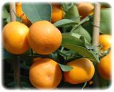 Sell Fresh Oranges (Citrus Fruits Kinnow)