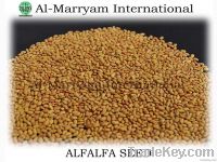 Sell Alfalfa Seed
