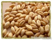 Sell Golden Wheat Grain