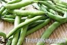 Sell FRESH FABA BEANS FROM CAMEROON