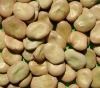 Sell Broad Beans Faba Beans Fava Beans