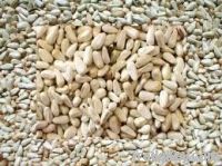 Sell Safflower seed