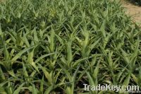 Sell Md2 Pineapple Plantlets