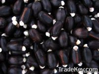 Sell jatropha seeds, jojoba seeds