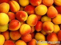 Sell Fresh Peaches