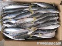 Sell Frozen and fresh Mackerels