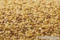 Sell Barley seeds