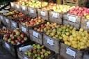 Sell Fresh apple fruits for sale