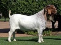 Sell Alive Boer Goats For Sale - Male / Female