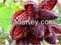 Sell best quality Annatto Seed
