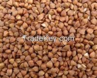 Sell High  quality buckwheat grain 