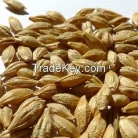 Sell High  quality  Barley brans