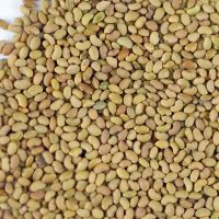 Sell  Grade AAA Top Quality Alfalfa Seeds 