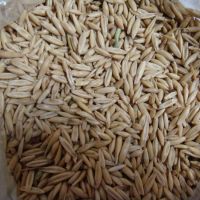 Sell  100% Top Quality Barley For Animal Feed