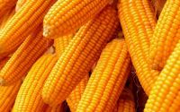 Sell  Grade A Yellow Corn For Animal Feed For Sale 