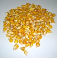 Sell  High Quality Dried Corn For Human Consumption 