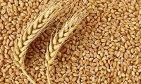 Sell  Durum Wheat, Feed Wheat, Food Grade Wheat 