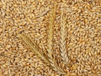 Sell Feed Barley For Animal Feed And Human