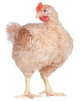 Sell  Vitamin premix for broiler