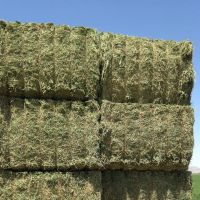 Sell High Quality  Oat Hay