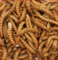 Sell Quality Dried Mealworms Pet Food Meal Worm