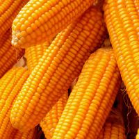 Sell  Dried Yellow Corn / Yellow Maize / Yellow Corn for sale