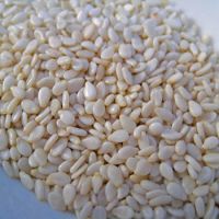 Sell  Wholesales Raw White Hulled Sesame seeds