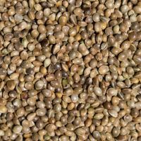 Sell New crop industrial CBD Hemp Seeds for planting
