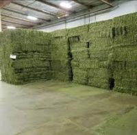 Sell High Quality Alfalfa Hay For Animal Feeding 