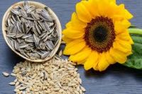 Sell Supply sunflower seeds Raw wholesale sunflower seeds available