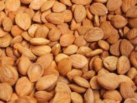 Sell Wild bitter almond bitter apricot kernels available at good rates