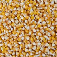 Sell Yellow Corn/ yellow corn for human consumption non gmo yellow corn/ yellow corn for animal feed popcorn