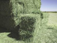 Sell High Quality Alfalfa Hay for Animal Feeding 