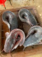CATFISH (BEST)