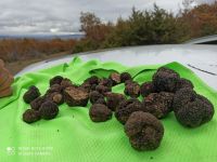 Black Truffles