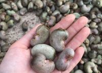 Raw Cashew