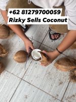 Semi Husked Coconut Indonesia