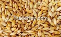 BARLEY FEED