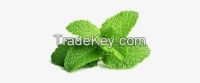 PEPPERMINT LEAVES