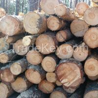 SPRUCE LOGS