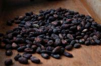 Well Dried Fermented Cocoa beans 