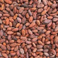 Sun dried cocoa beans available