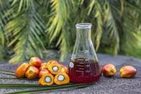 Crude Palm Oil (CPO) from Indonesia