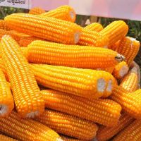 Non Gmo Yellow Maize